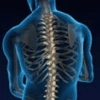 The x-ray representation of a back showing a spine.