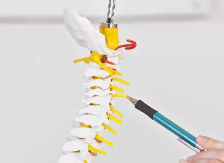 An anatomy model for a spine pointed with a pen.